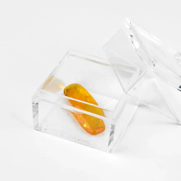 Collectible Insect Amber in Box