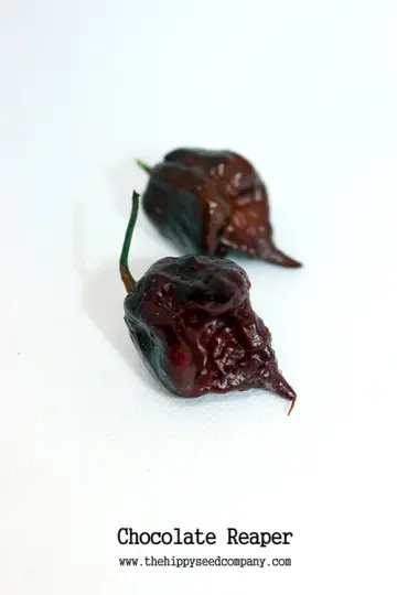 Chocolate Reaper