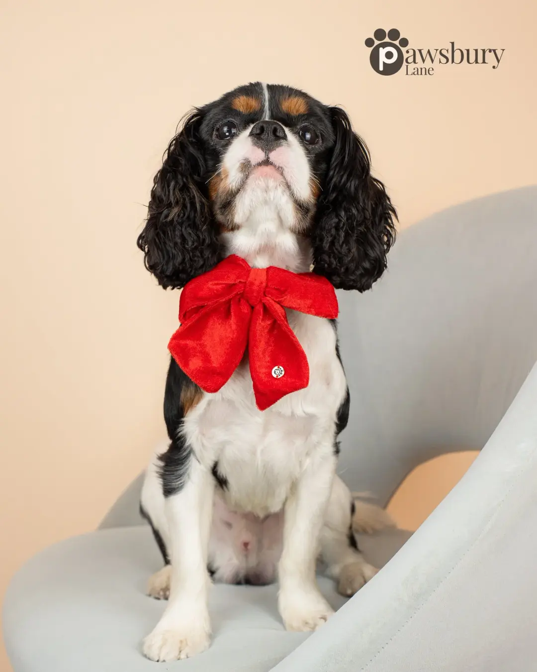Dazzling Velvet - Red - Pet Bow