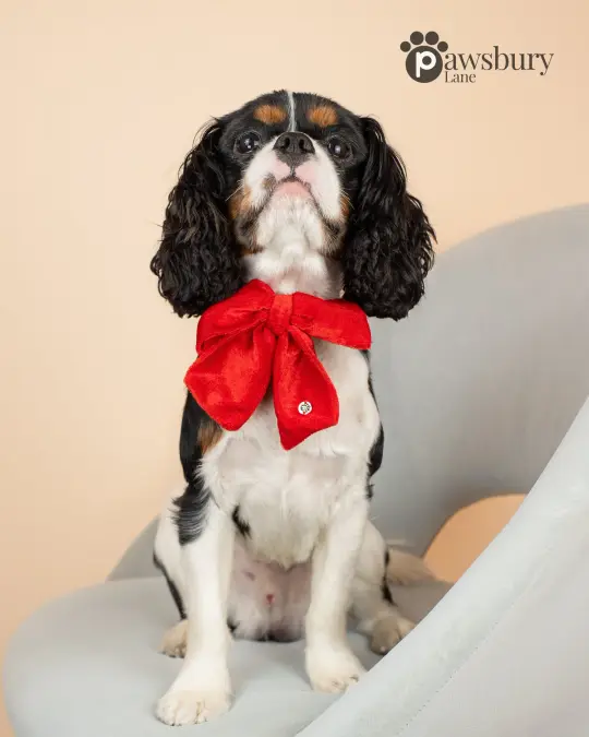 Dazzling Velvet - Red - Pet Bow