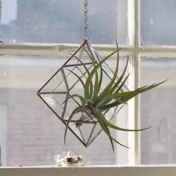 Zephyrus Terrarium, limited edition