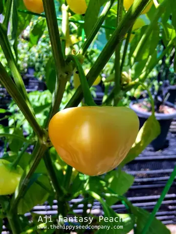 Aji Fantasy Peach