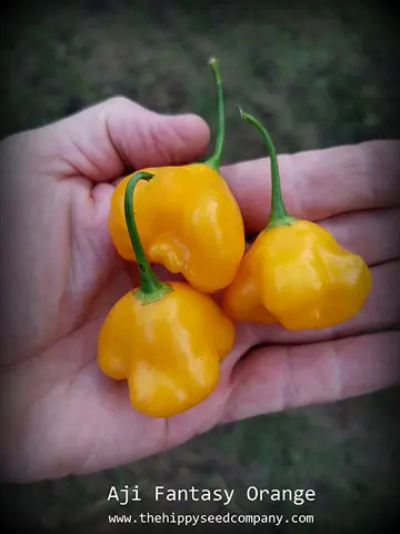 Aji Fantasy Orange