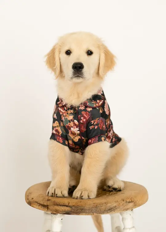 Ruby Pet Pjs in Off Black Floral