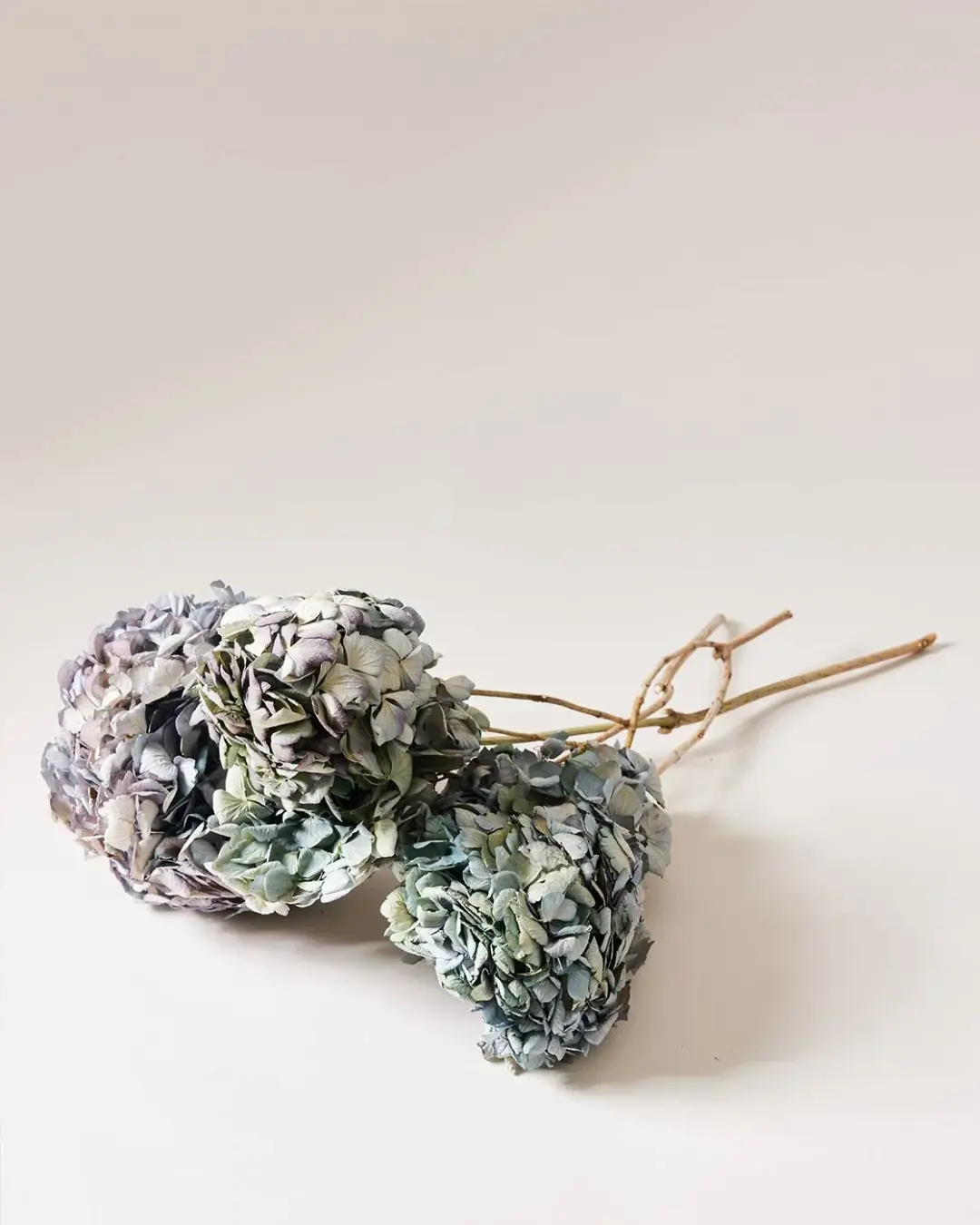 Dried Blue Hydrangea