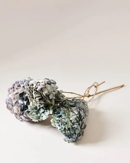 Dried Blue Hydrangea