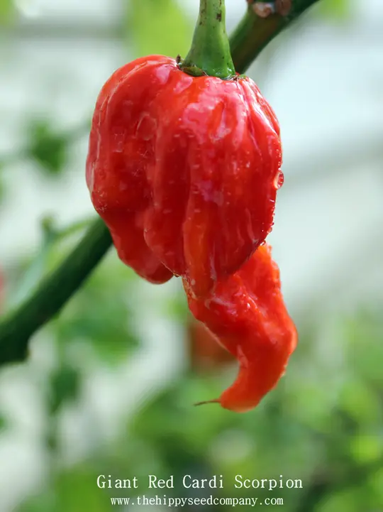 Giant Red Cardi Scorpion