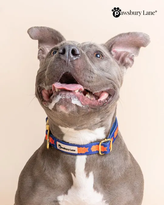 Game Day - Pet Collar