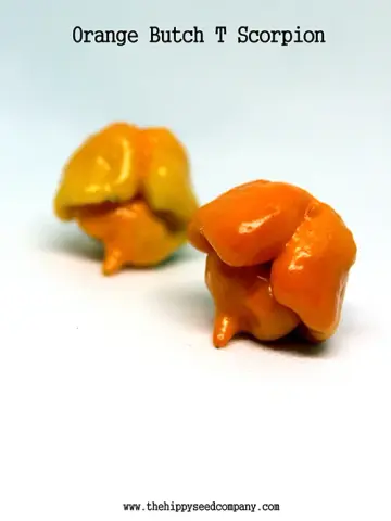 Orange Butch T Scorpion