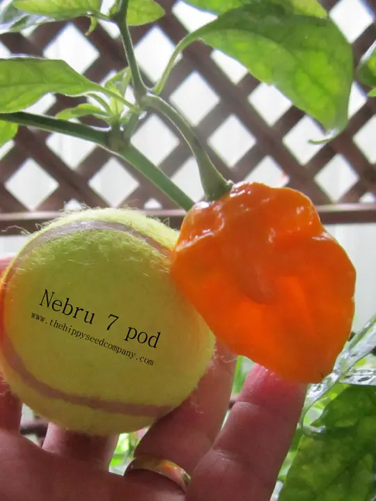 Nebru 7 Pod