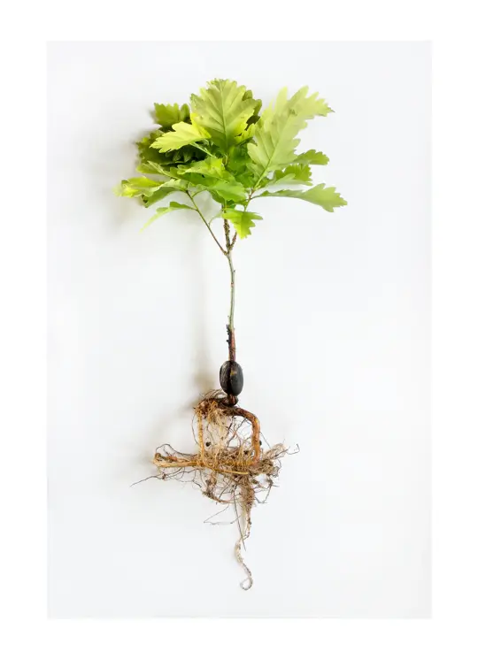 BEUYS' ACORNS (Study) 2009