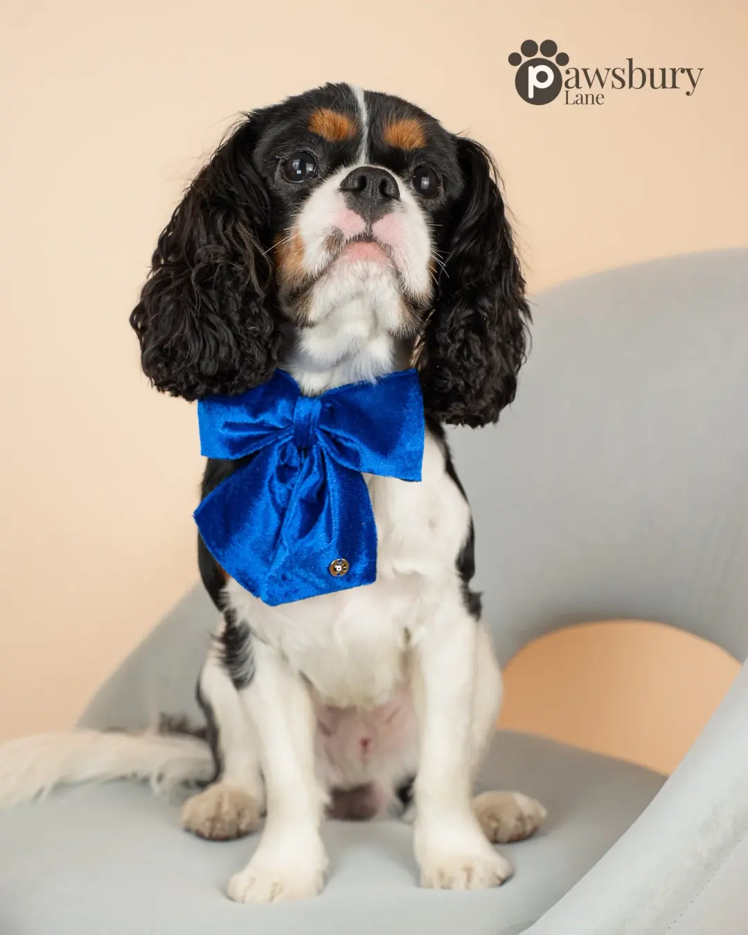 Dazzling Velvet - Blue  - Pet Bow