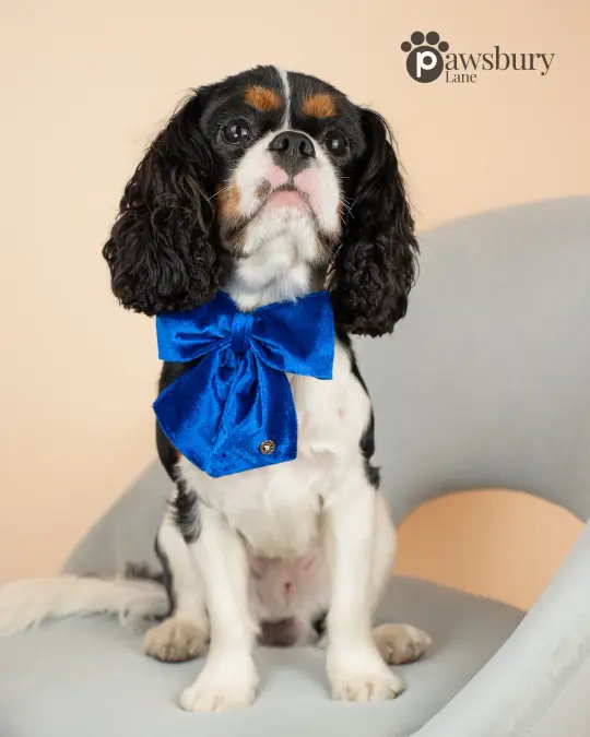 Dazzling Velvet - Blue  - Pet Bow