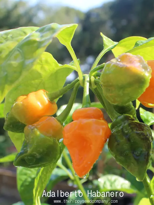 Adalberto Habanero