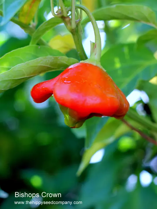 Bishops Crown Pepper