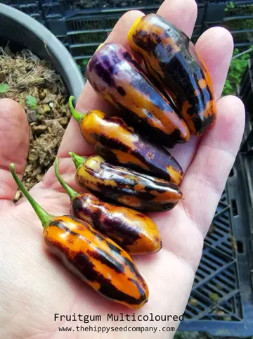 Fruitgum Multicoloured