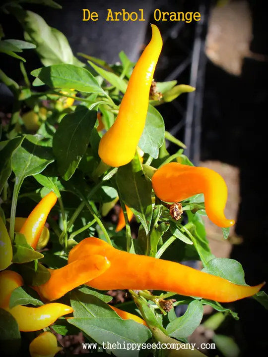 De Arbol Orange Chilli