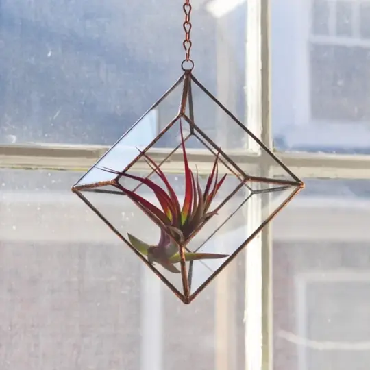 Zephyrus Terrarium, large