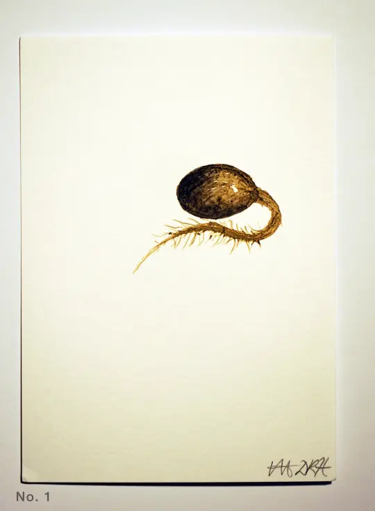 Acorn Radicle (Beuys’ Acorns – study) 2024
