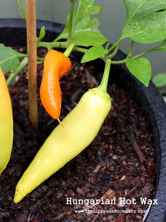 Hungarian Hot Wax Chilli